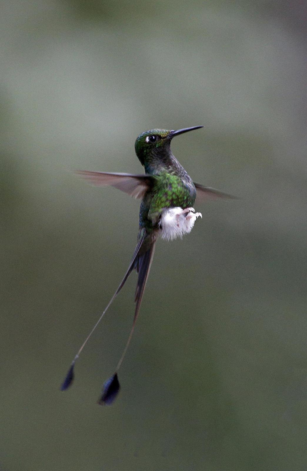Booted Racket-tail (White-booted) Photo by Laura  Keene