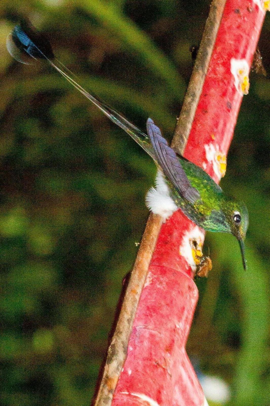 Booted Racket-tail (White-booted) Photo by Sue Wright