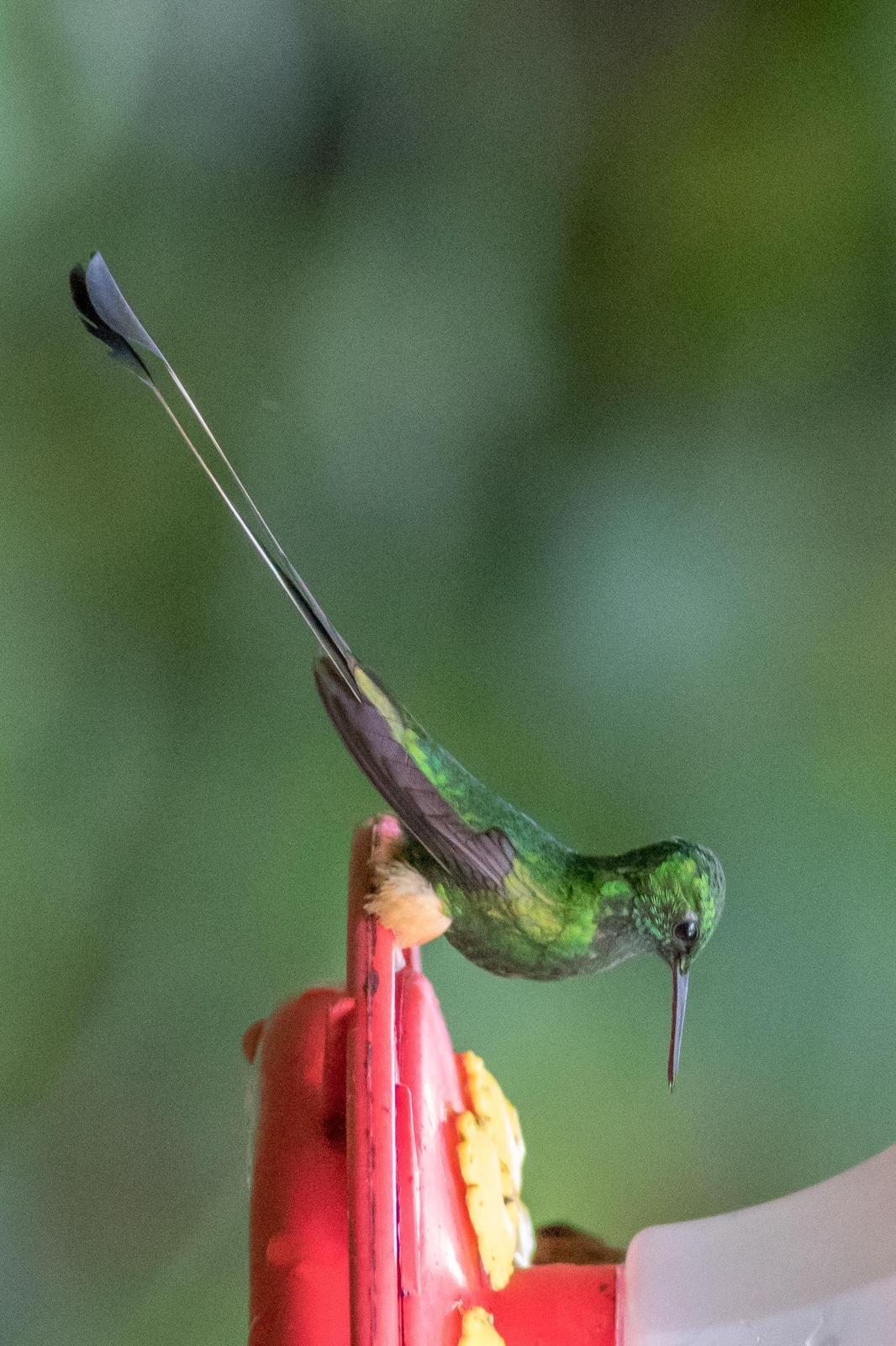 Booted Racket-tail (Peruvian) Photo by Paul Budde