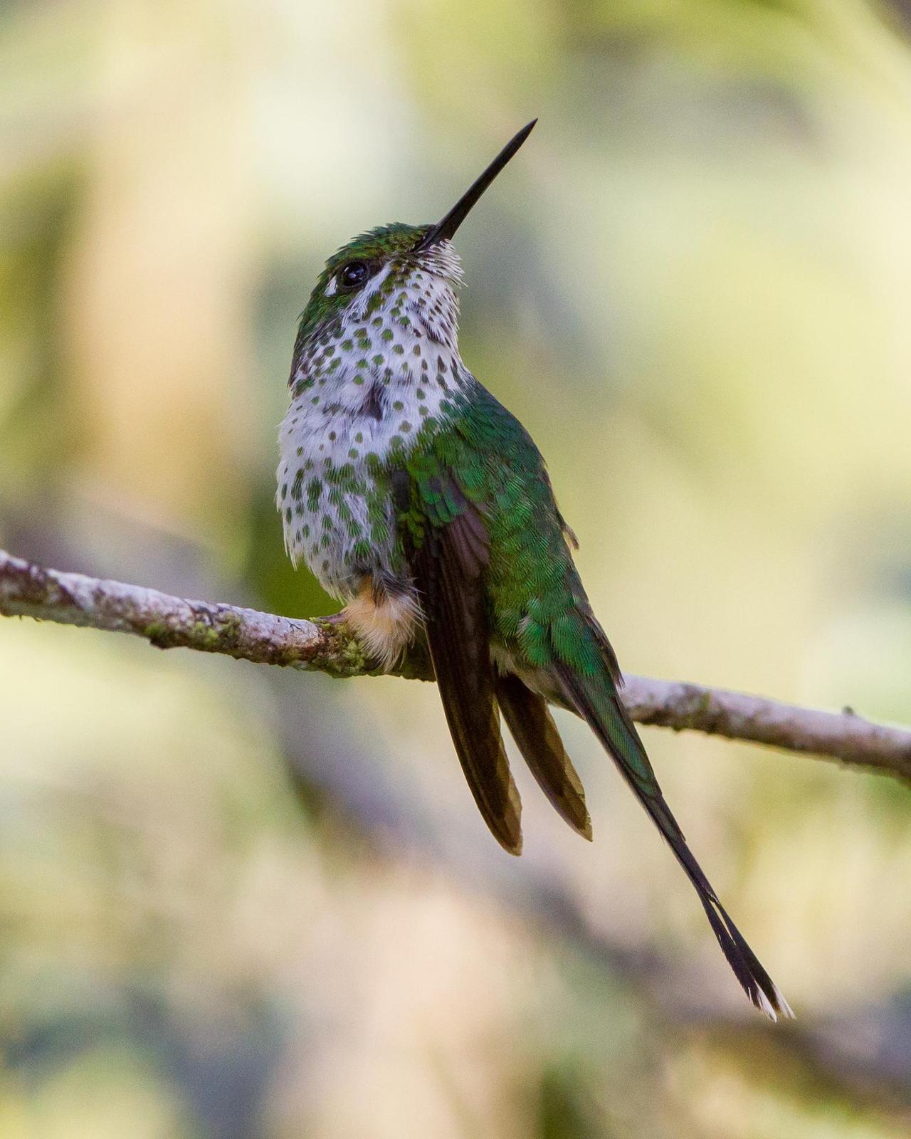 Booted Racket-tail (Peruvian) Photo by Kevin Berkoff