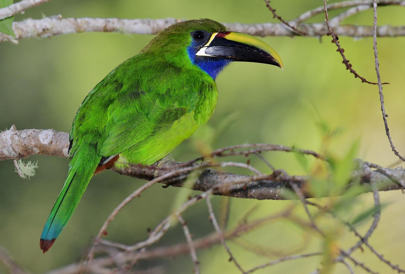 Northern Emerald-Toucanet Photo by Gareth Rasberry