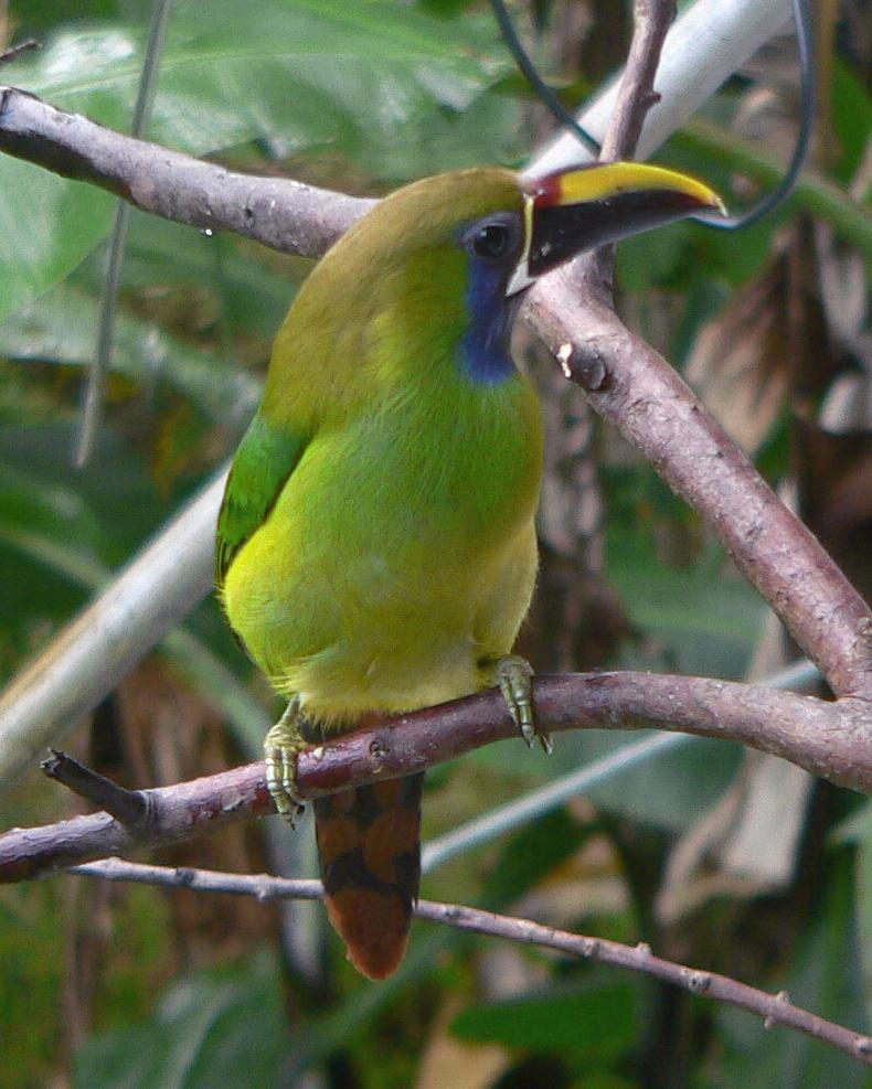 Northern Emerald-Toucanet Photo by Robert Polkinghorn