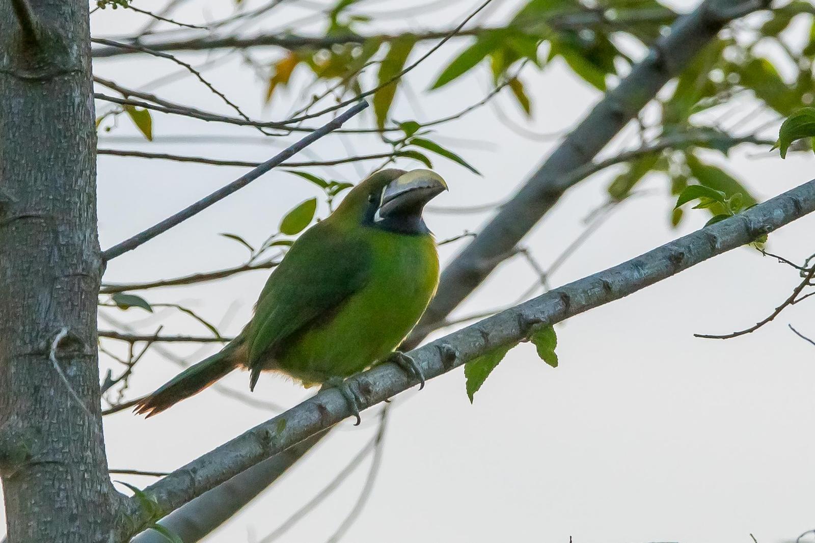 Northern Emerald-Toucanet Photo by Gerald Hoekstra