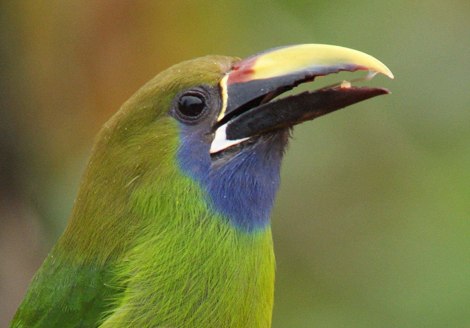 Northern Emerald-Toucanet Photo by Robin Oxley