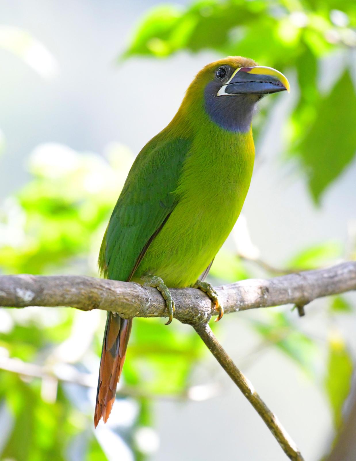 Northern Emerald-Toucanet Photo by Paul Arneson
