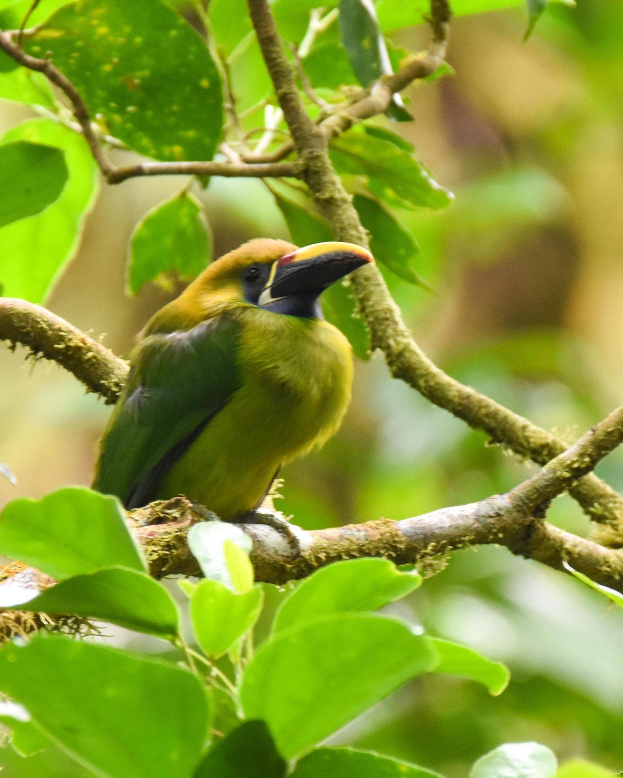 Northern Emerald-Toucanet Photo by Cherylyn Murphy