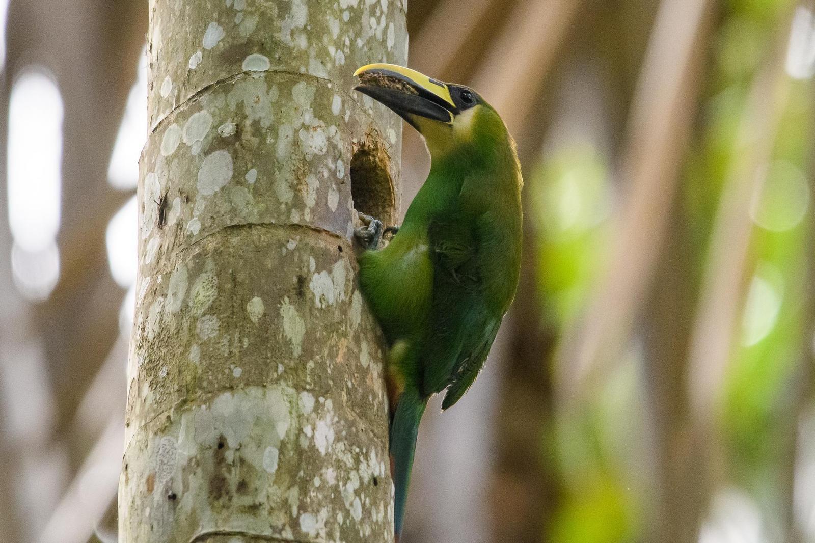 Northern Emerald-Toucanet Photo by Gerald Hoekstra