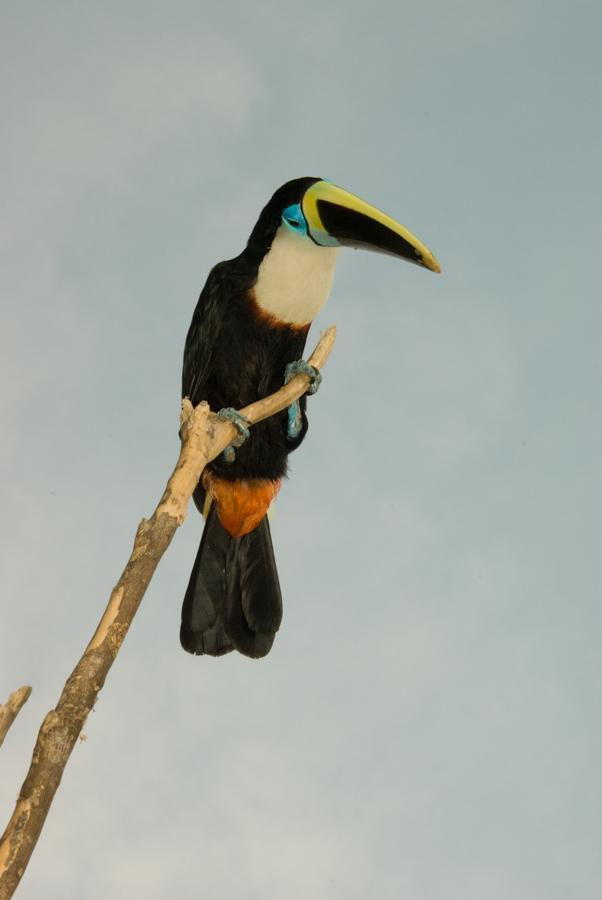 White-throated Toucan (Cuvier's) Photo by Bejat McCracken