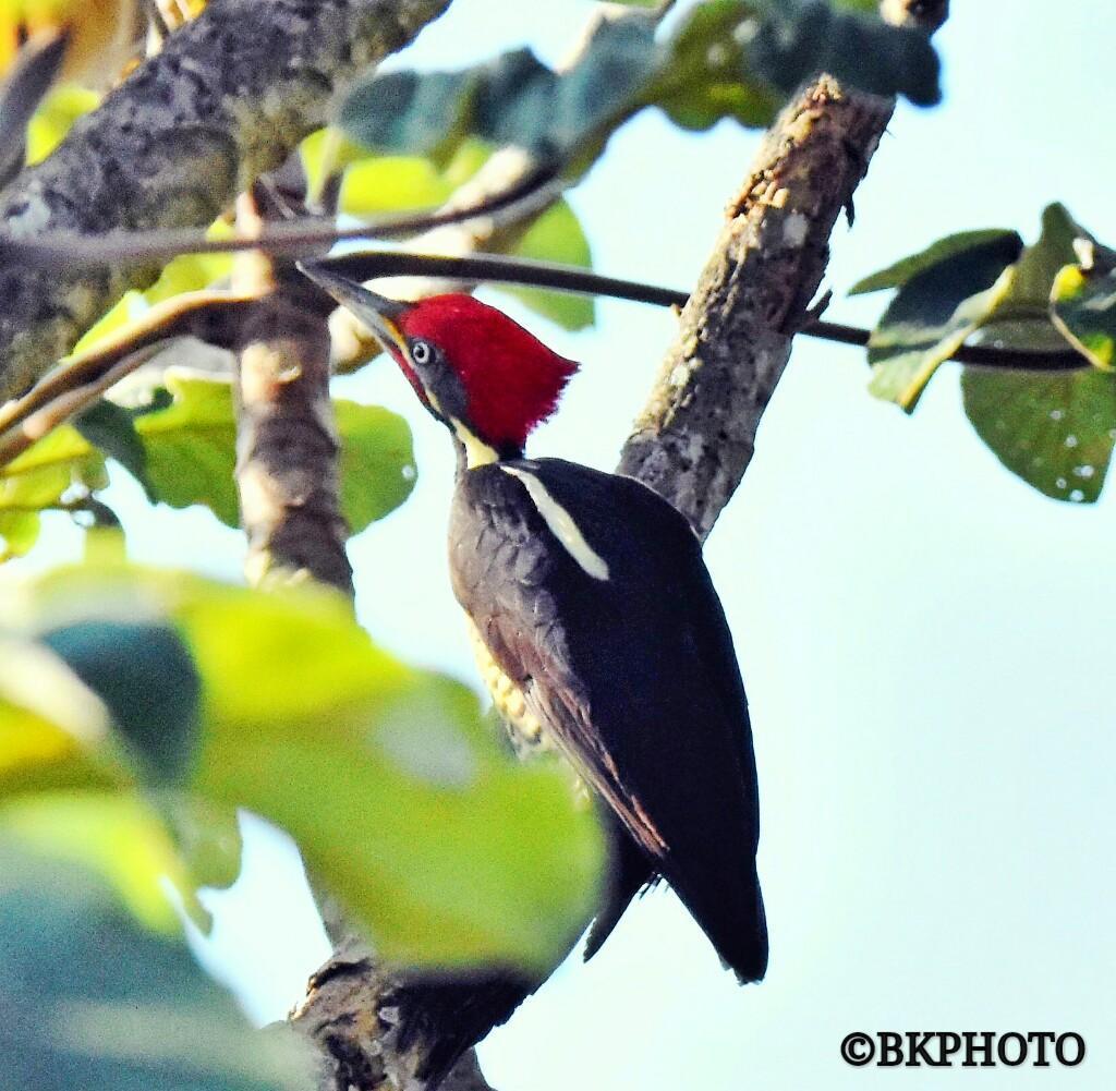 Lineated Woodpecker (Lineated) Photo by Bob Little