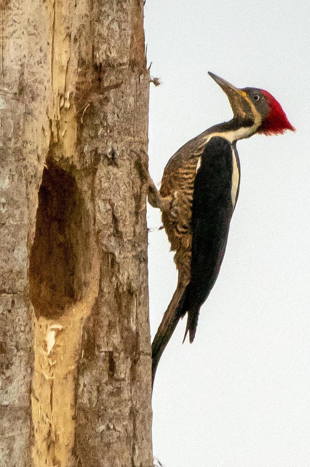 Lineated Woodpecker (Lineated) Photo by Phil Kahler