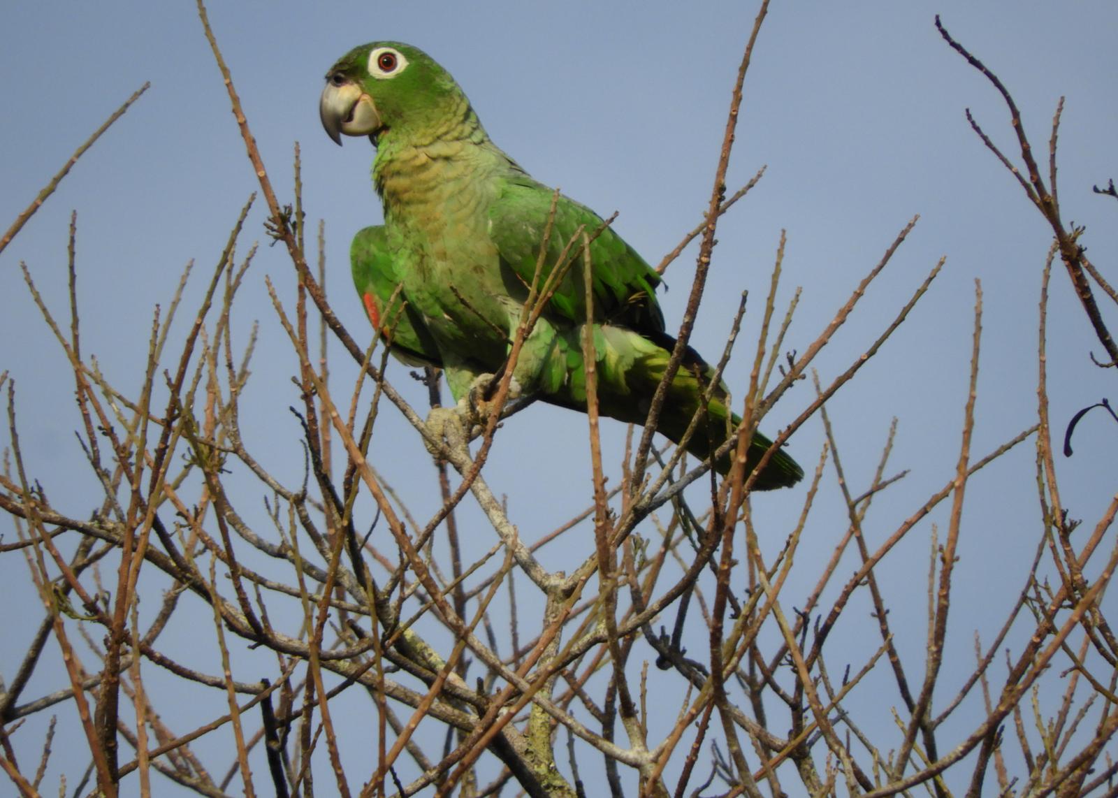 Mealy Parrot (Southern) Photo by Jeff Harding