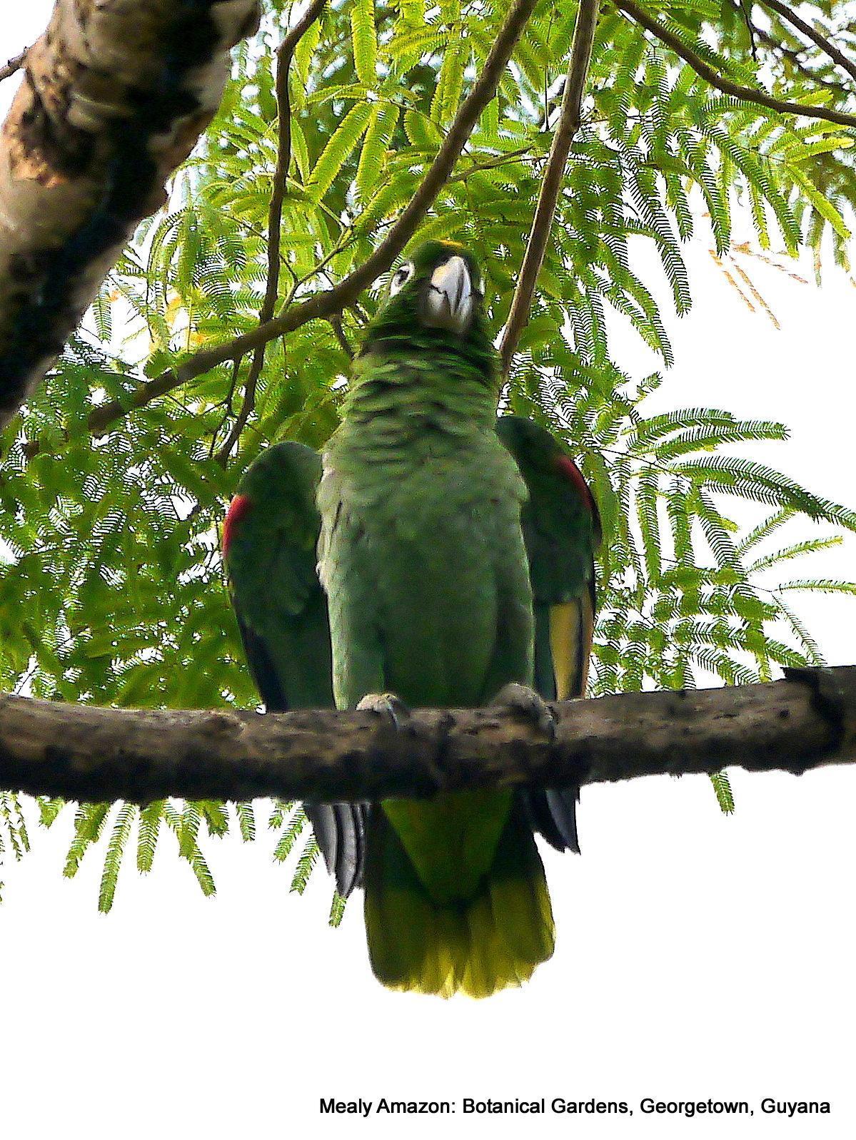 Mealy Parrot (Southern) Photo by Peter Edmonds