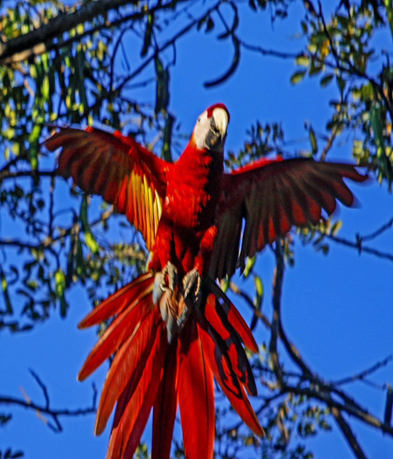 Blue-and-yellow x Scarlet Macaw (hybrid) Photo by wido hoville