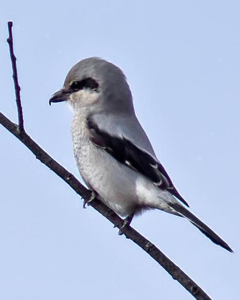 Northern Shrike Photo by Rob Dickerson