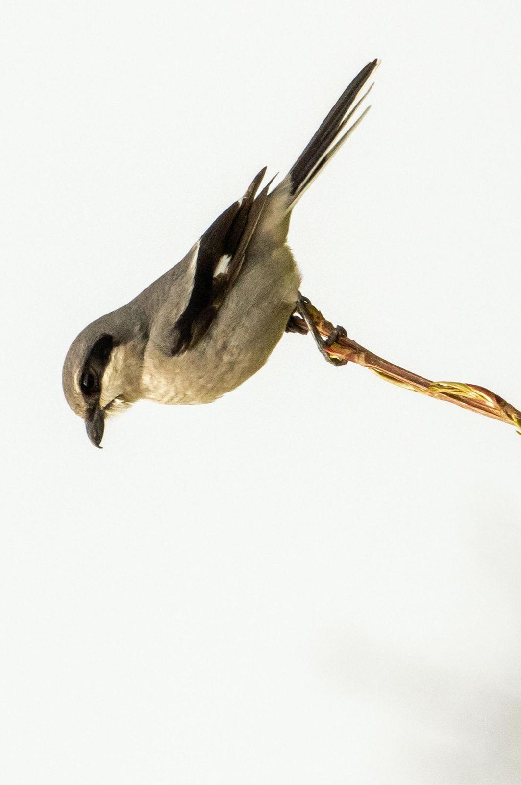 Northern Shrike Photo by Phil Kahler