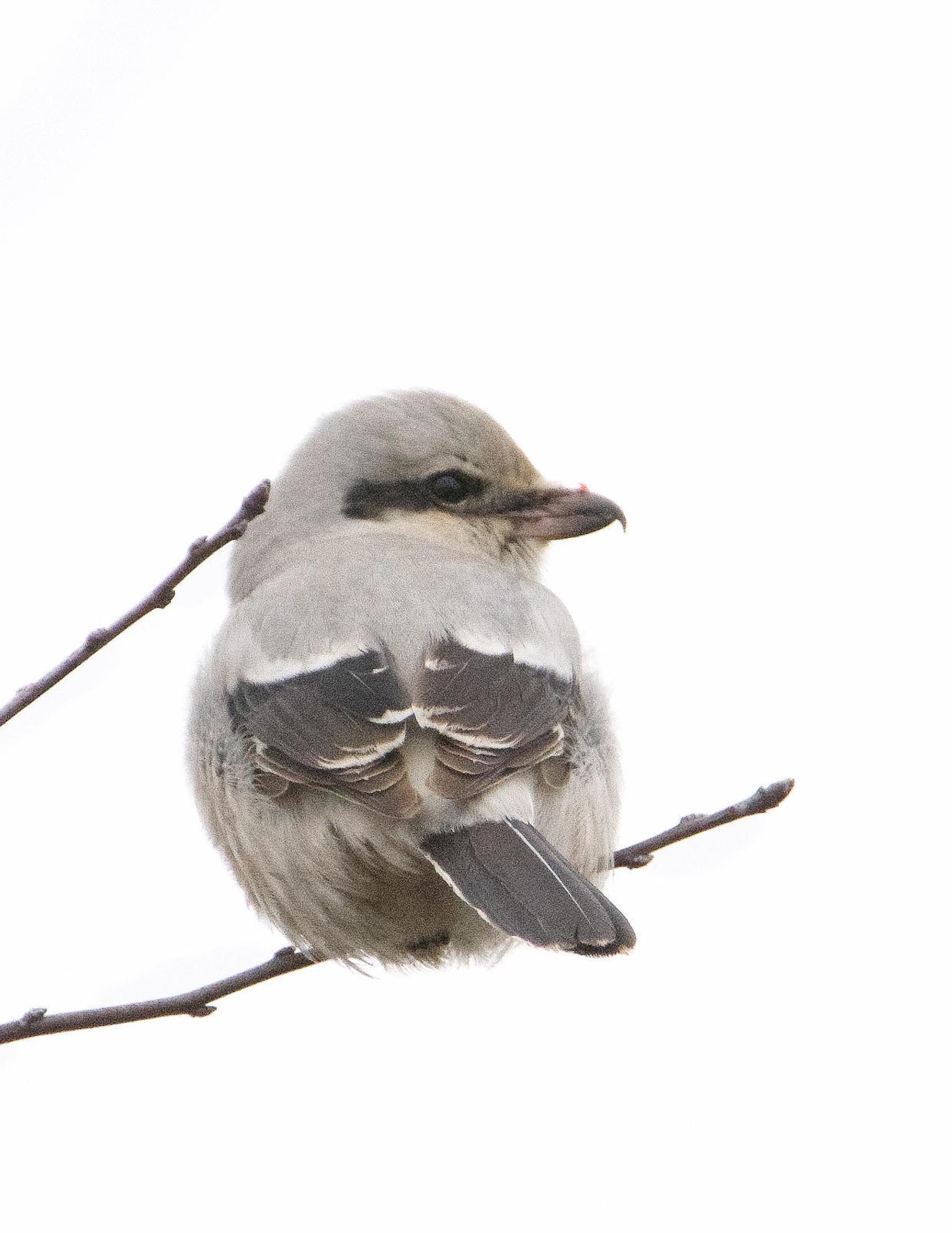 Northern Shrike Photo by Brian Avent