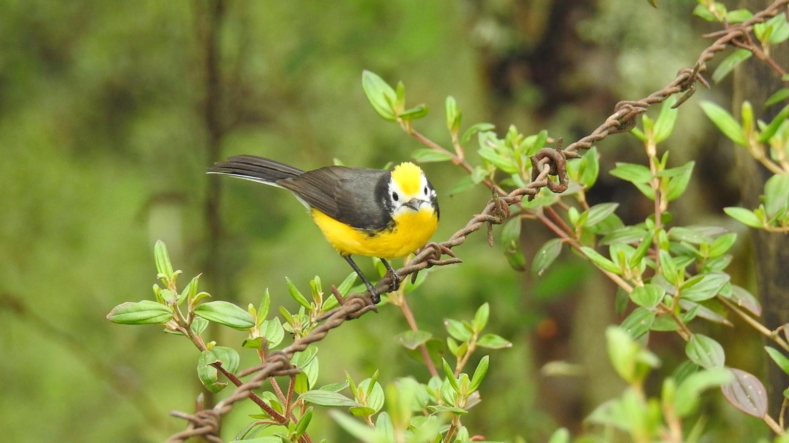 Golden-fronted Redstart (Yellow-fronted) Photo by Julio Delgado