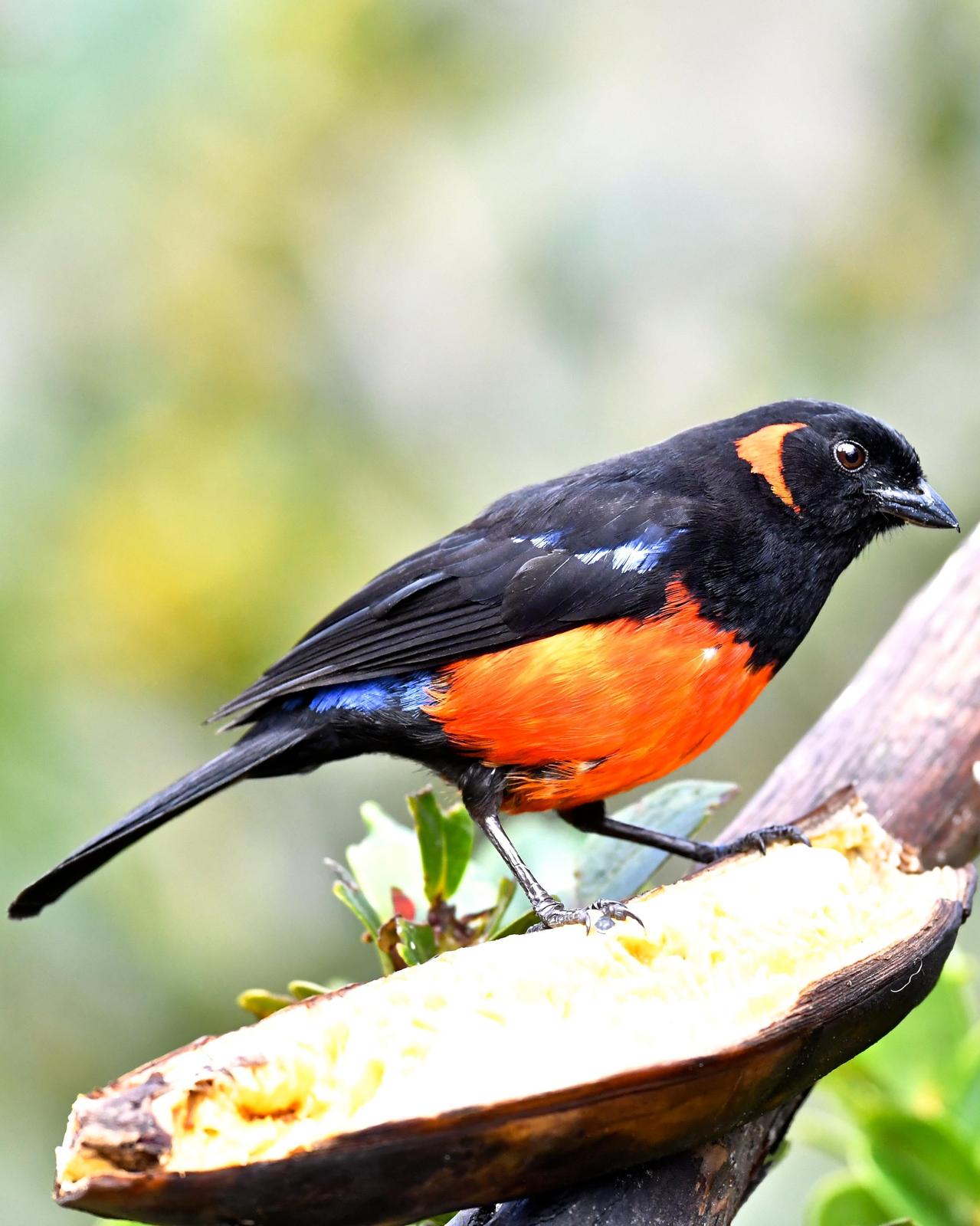 Scarlet-bellied Mountain-Tanager (Scarlet-bellied) Photo by Gerald Friesen