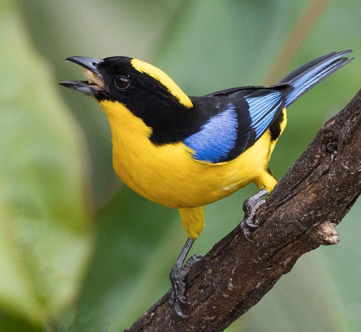 Blue-winged Mountain-Tanager (Blue-winged) Photo by Mike Liskay
