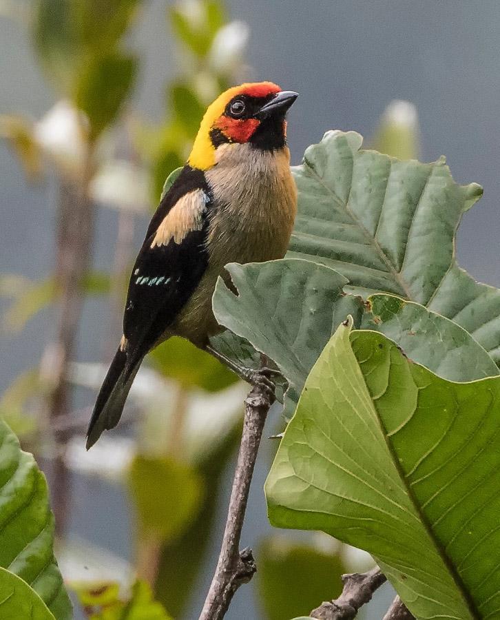 Flame-faced Tanager (Flame-faced) Photo by Mike Liskay