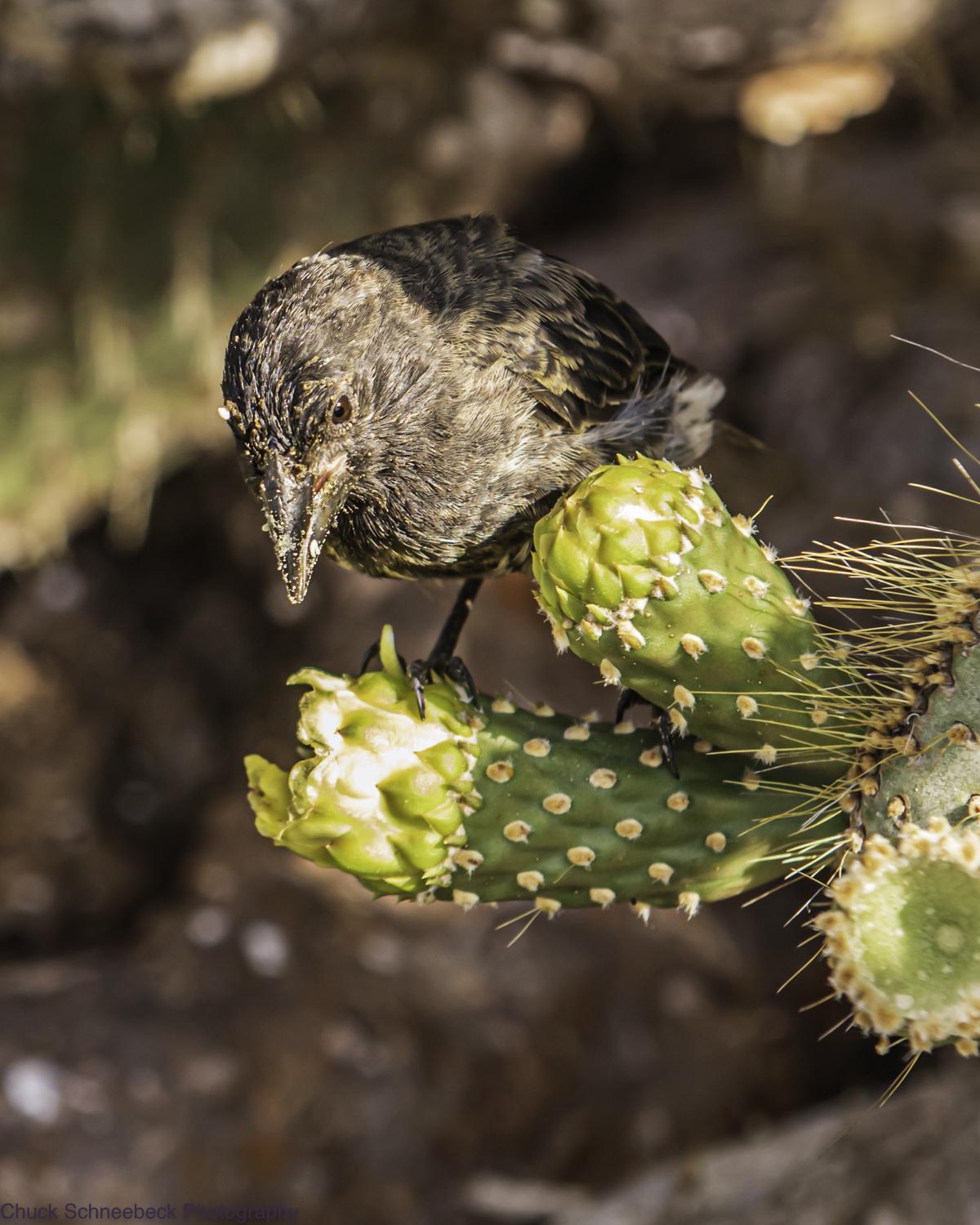 Genovesa Cactus-Finch Photo by Chuck  Schneebeck