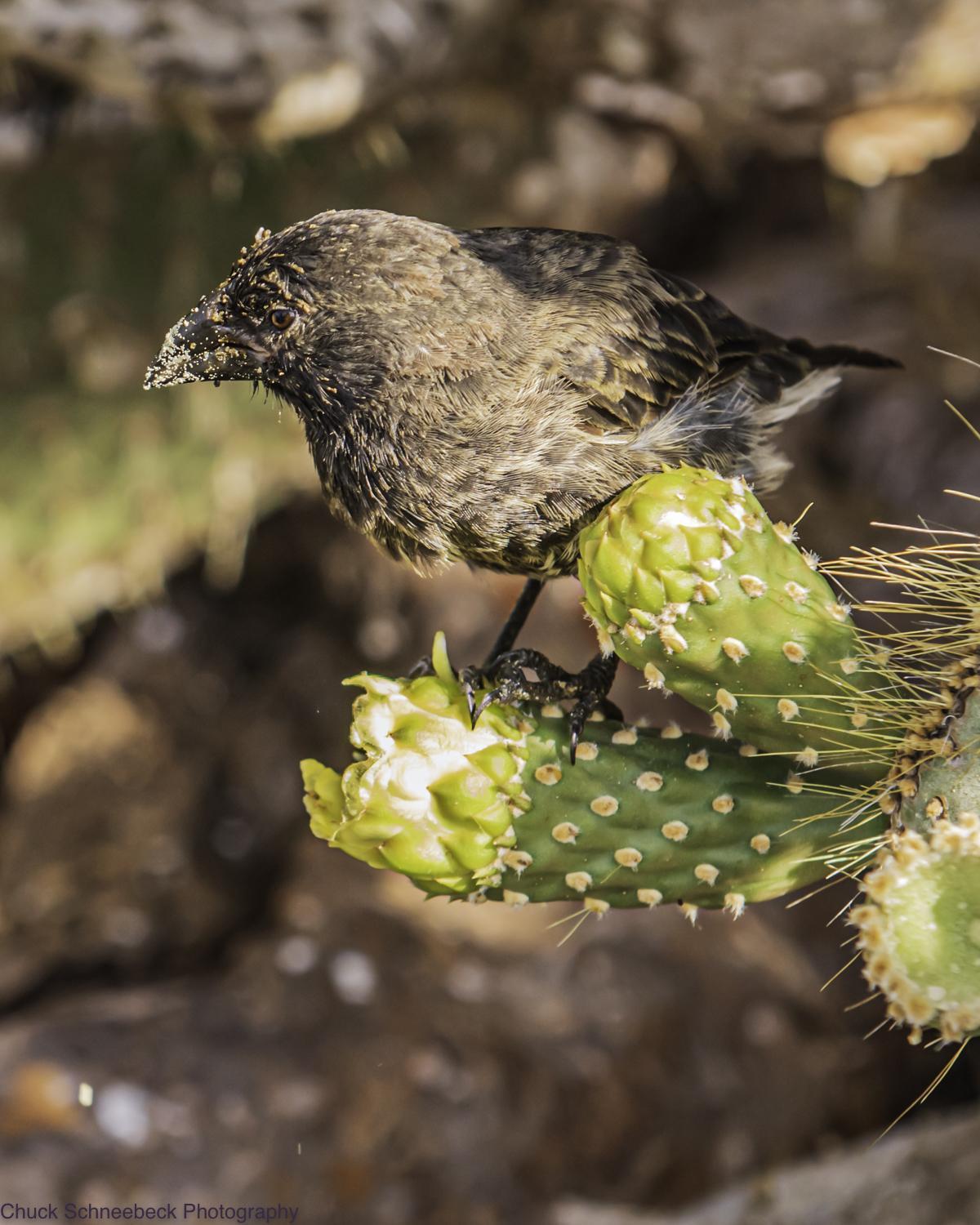 Genovesa Cactus-Finch Photo by Chuck  Schneebeck