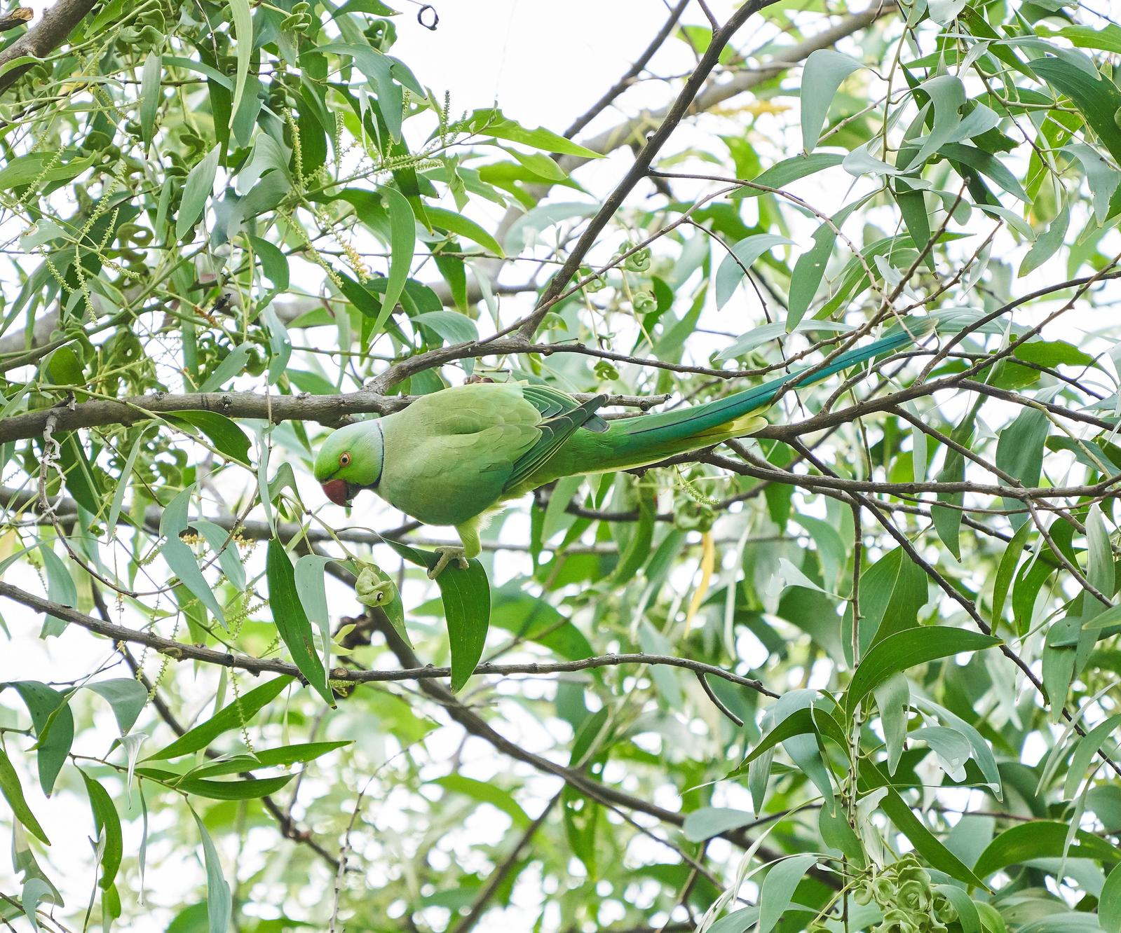 Alexandrine/Rose-ringed Parakeet Photo by Steven Cheong