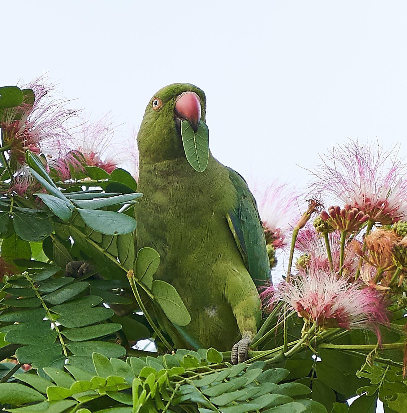 Alexandrine/Rose-ringed Parakeet Photo by Steven Cheong