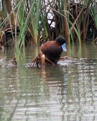 Andean Duck Photo by Sheridan Coffey