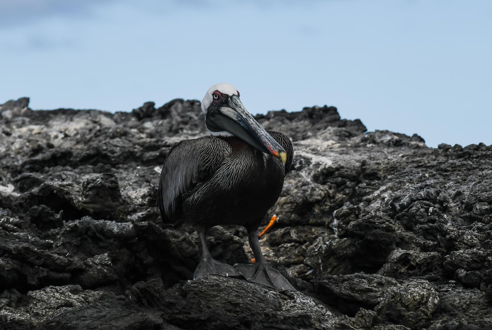 Brown Pelican (Galapagpos) Photo by Martha Crafton