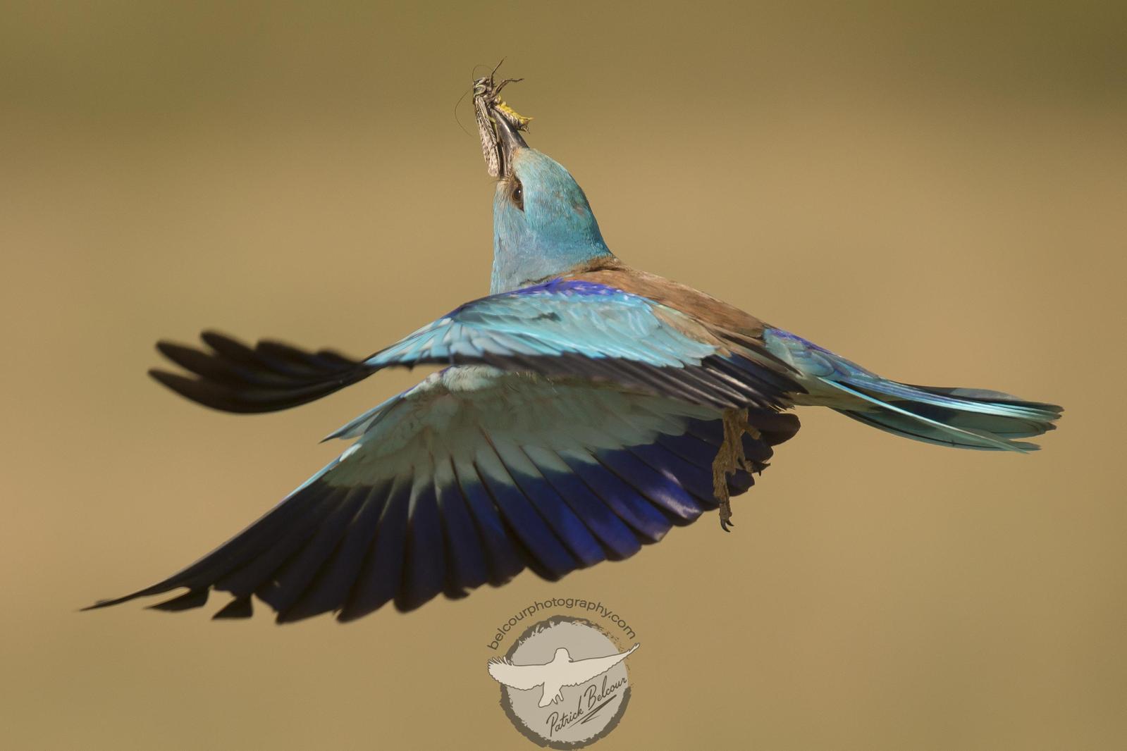 European/Indian Roller Photo by PATRICK BELCOUR
