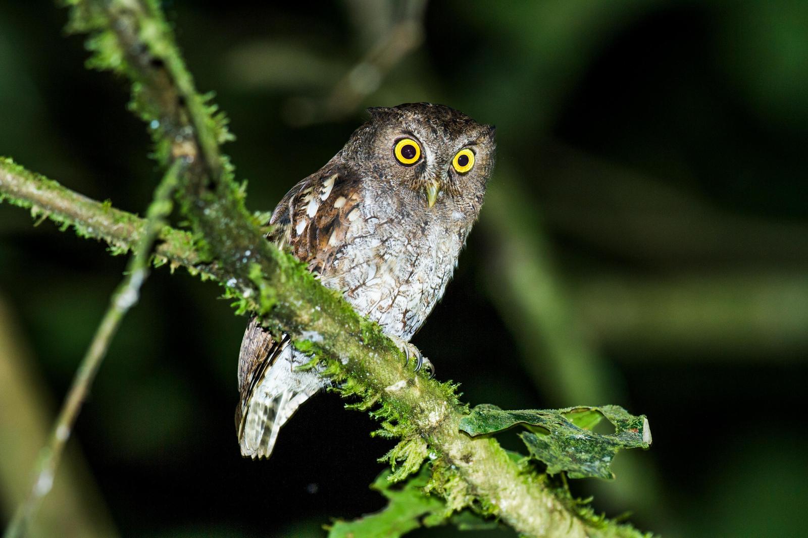 Foothill Screech-Owl Photo by Nick Athanas