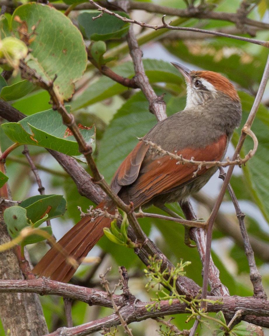 Line-cheeked Spinetail Photo by Robert Lewis