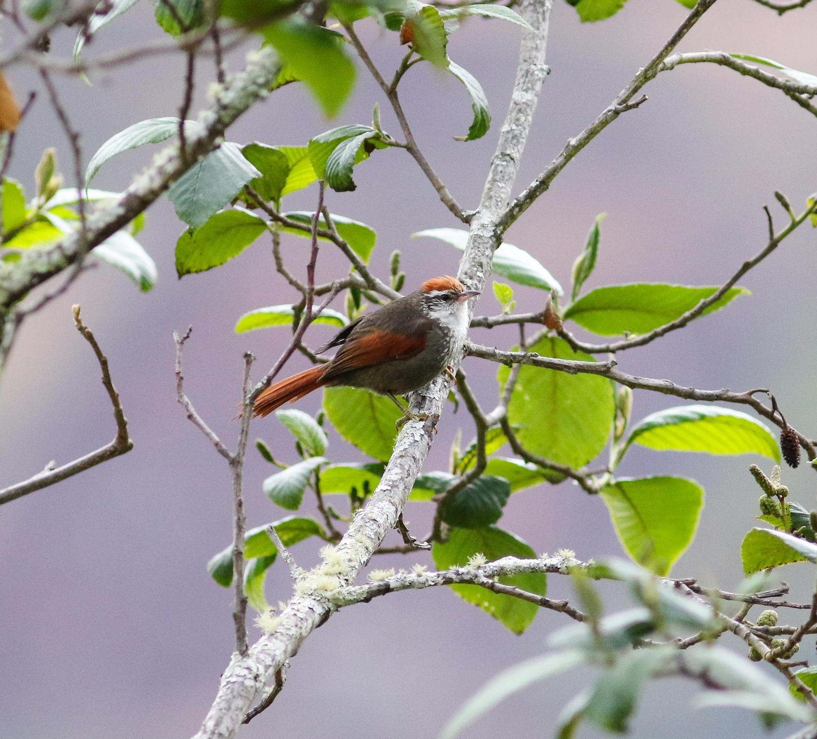 Line-cheeked Spinetail Photo by Leonardo Garrigues