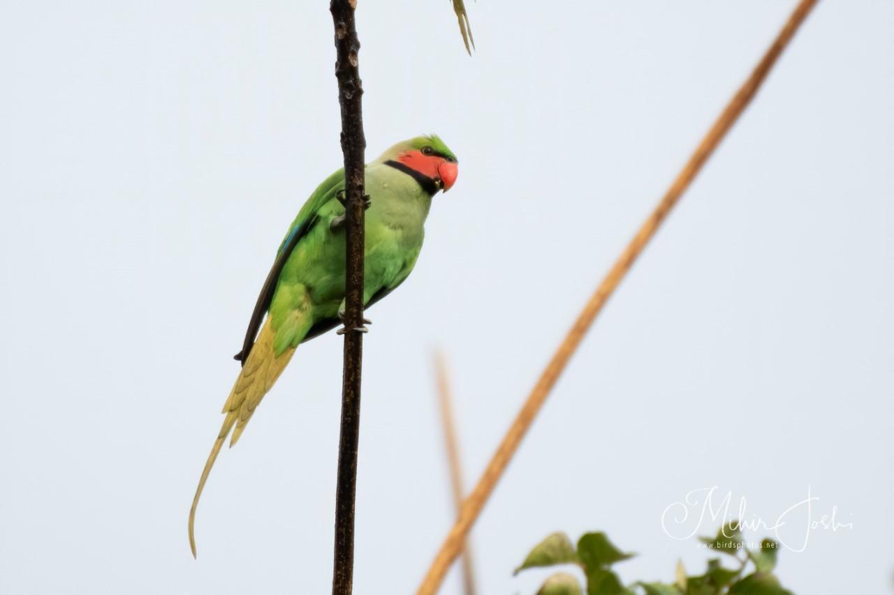Long-tailed Parakeet (Andaman) Photo by Mihir Joshi