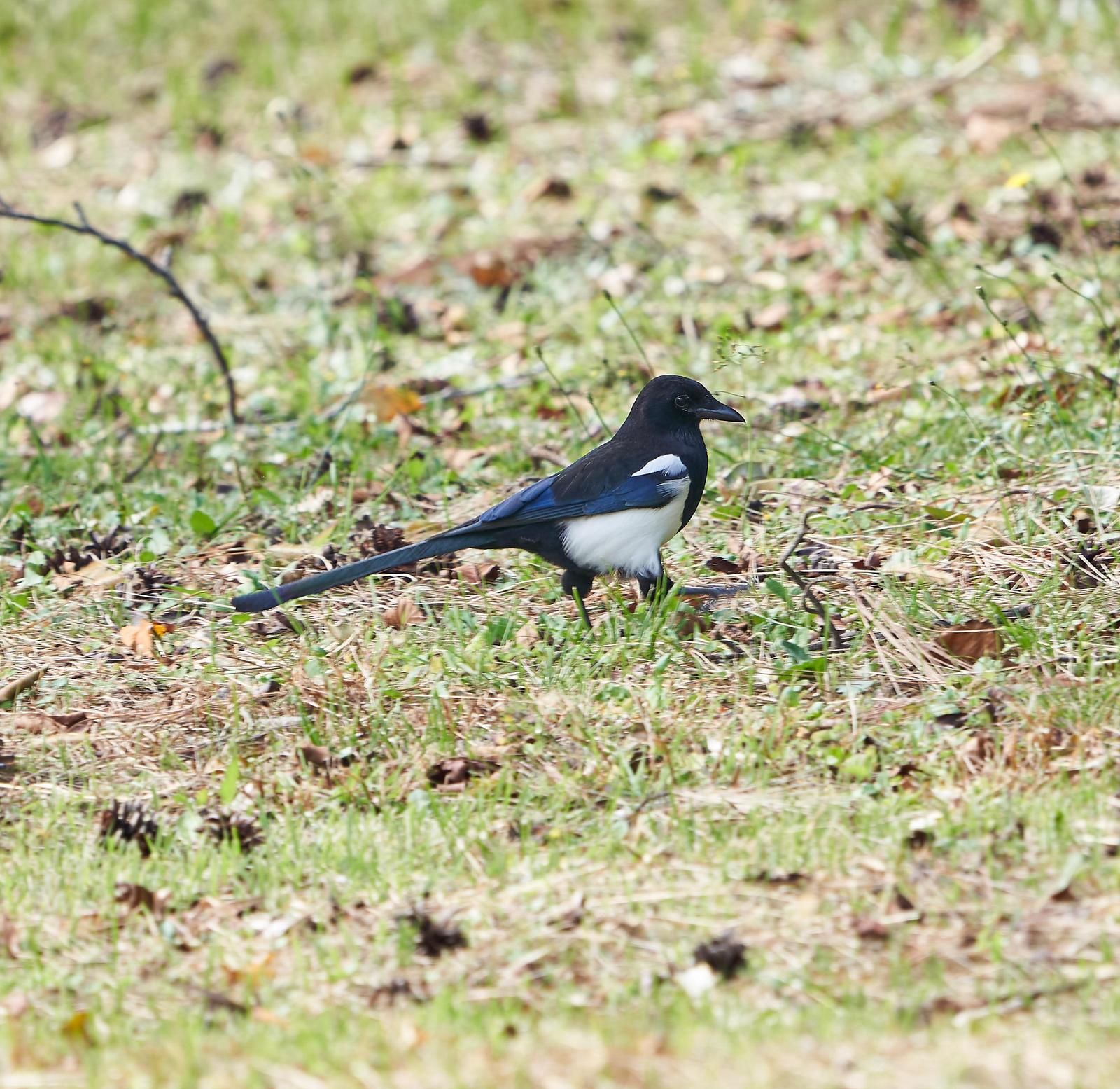 Oriental Magpie Photo by Steven Cheong