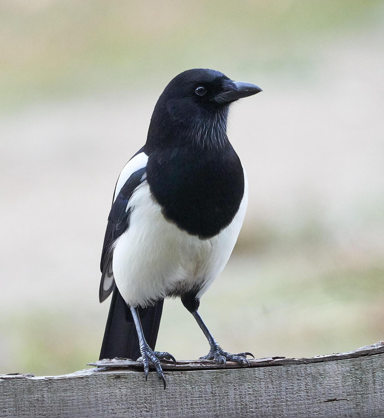 Oriental Magpie Photo by Steven Cheong