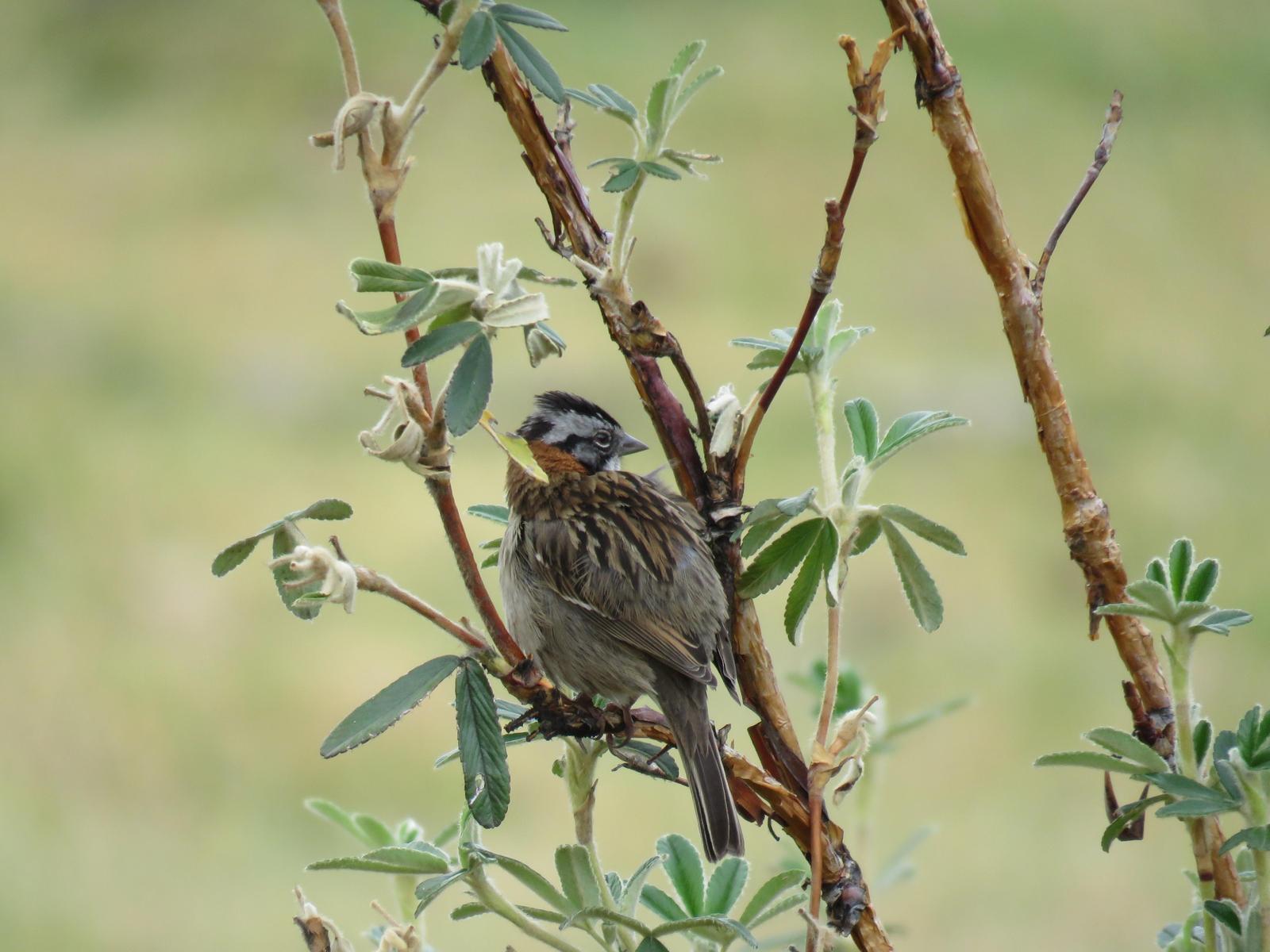 Rufous-collared Sparrow (Rufous-collared) Photo by Bonnie McKenzie