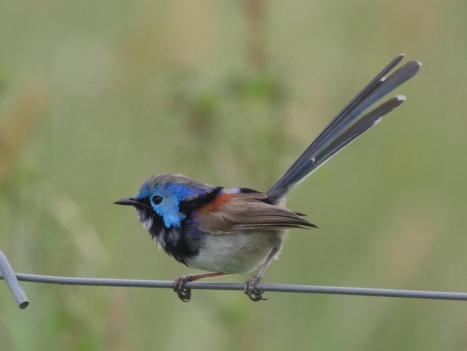 Variegated Fairywren Photo by Peter Lowe