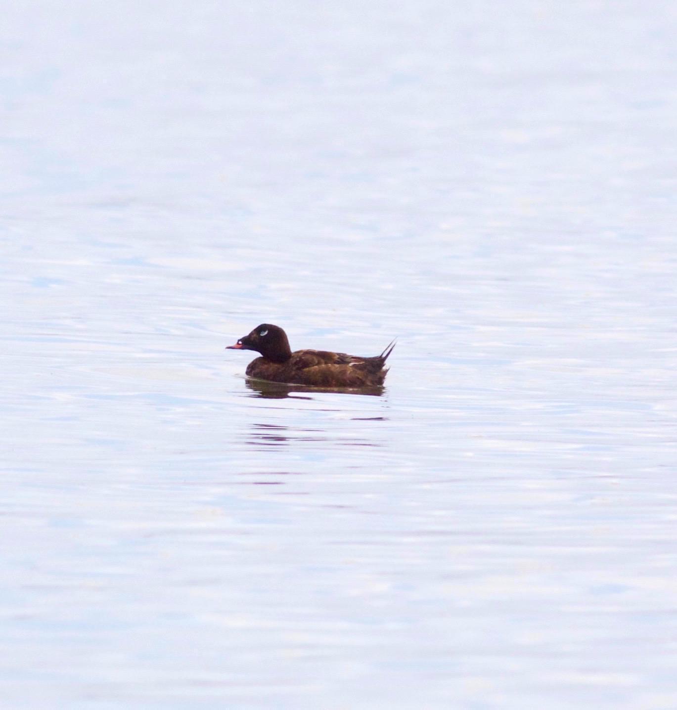 White-winged/Stejneger's Scoter Photo by Kathryn Keith