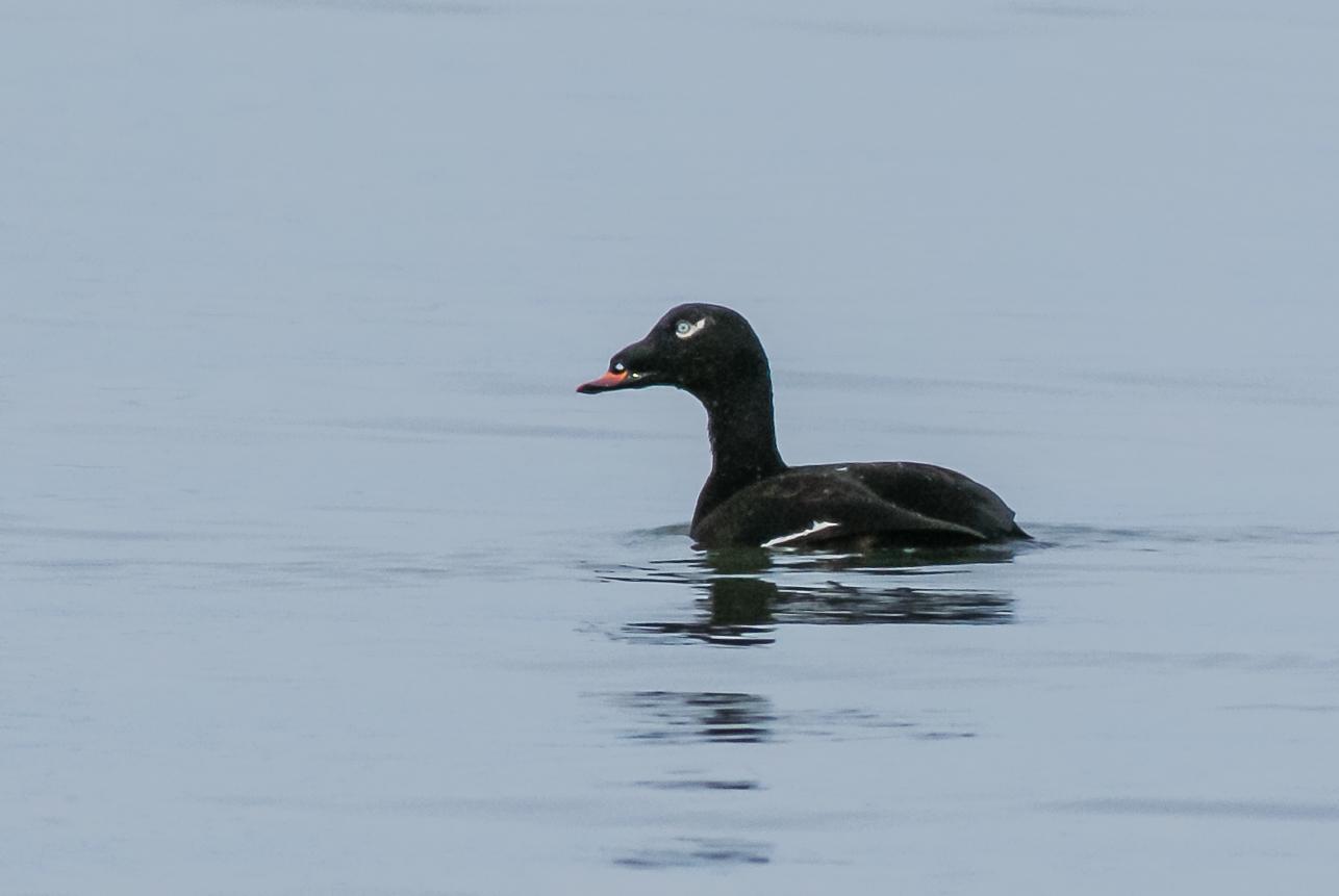 White-winged/Stejneger's Scoter Photo by Gerald Hoekstra