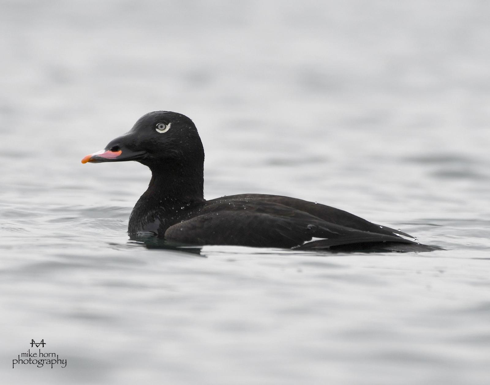 White-winged/Stejneger's Scoter Photo by Michael Horn