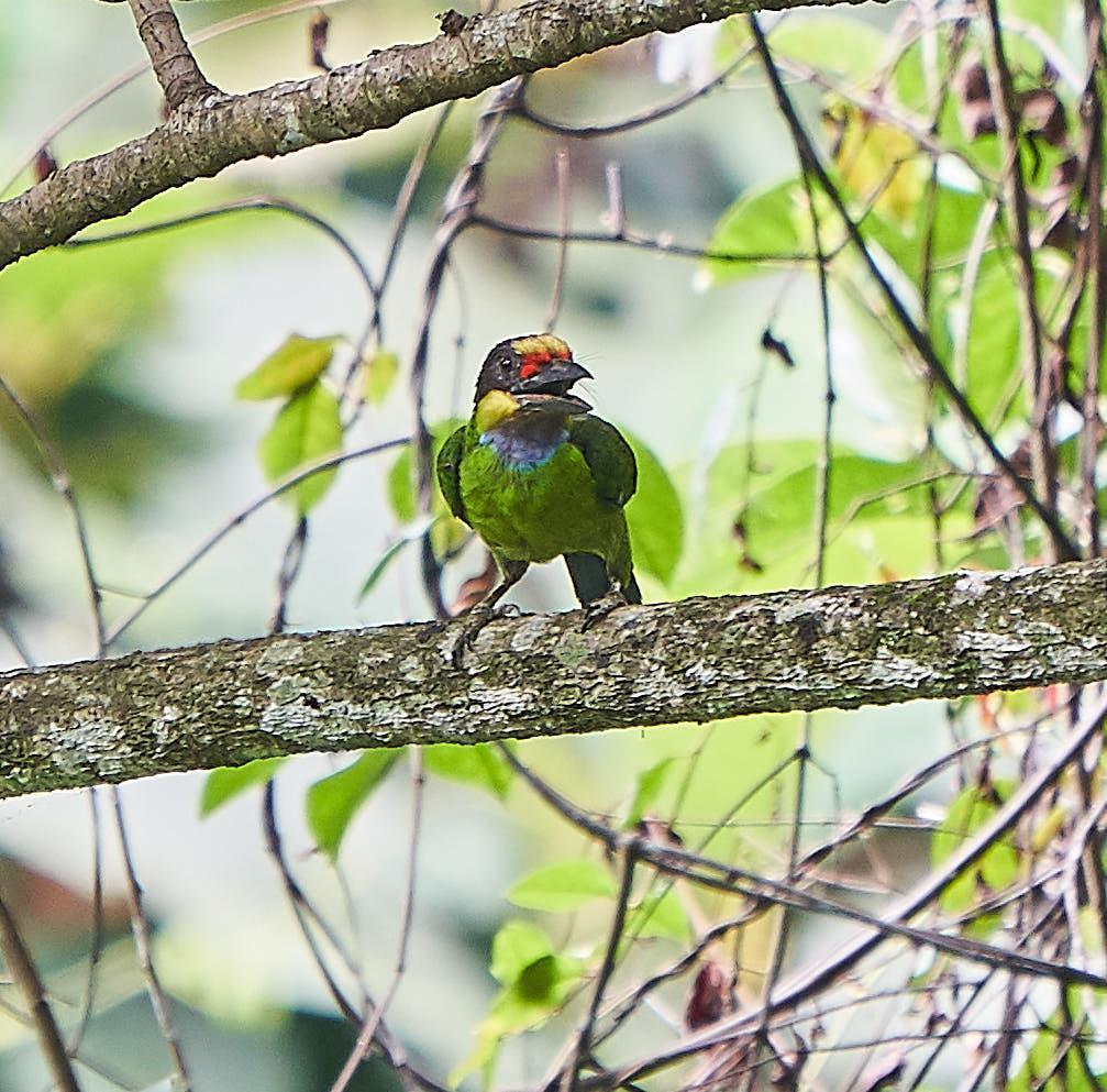 Gold-whiskered Barbet Photo by Steven Cheong