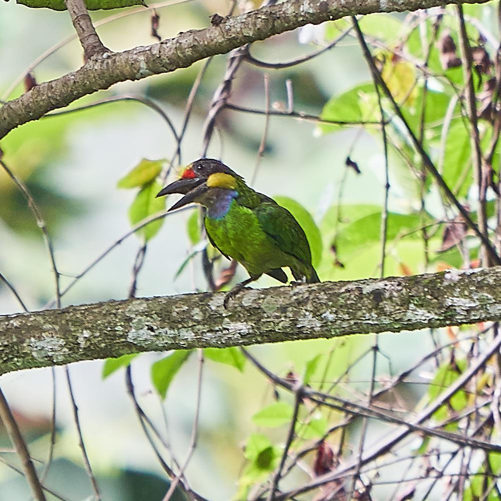 Gold-whiskered Barbet Photo by Steven Cheong