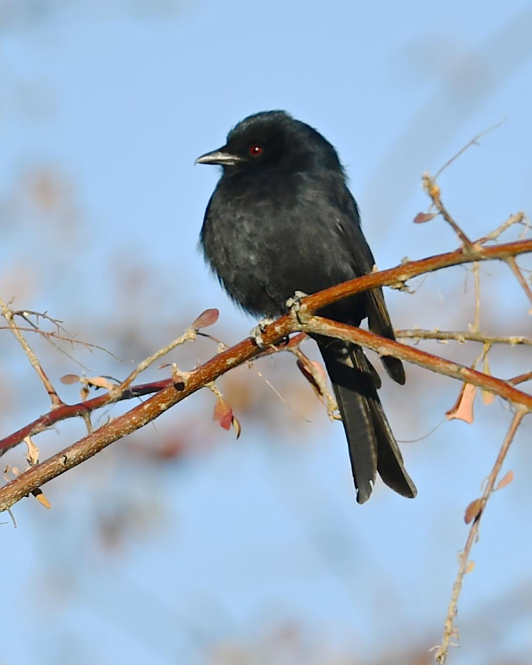 Fork-tailed Drongo Photo by Gerald Friesen