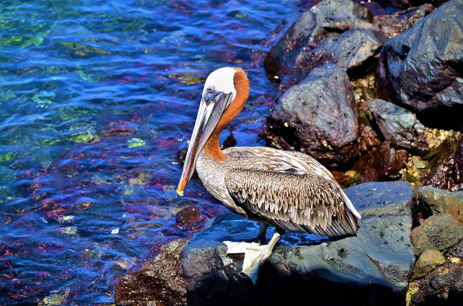 Brown Pelican (Galapagos) Photo by Alicia Thatcher