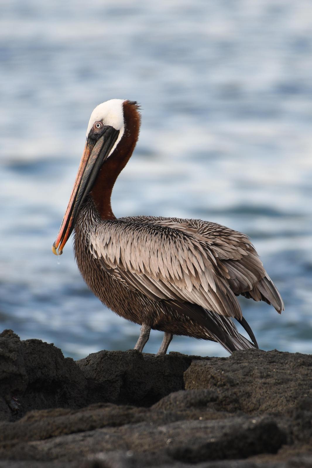 Brown Pelican (Galapagos) Photo by Ann Doty