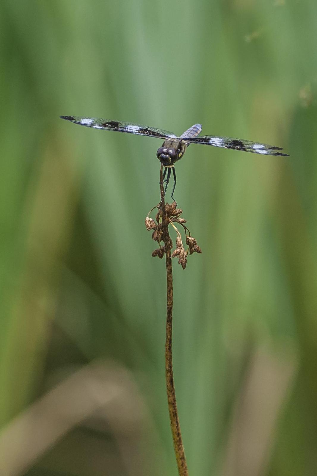 Dragonfly Photo by Mason Rose