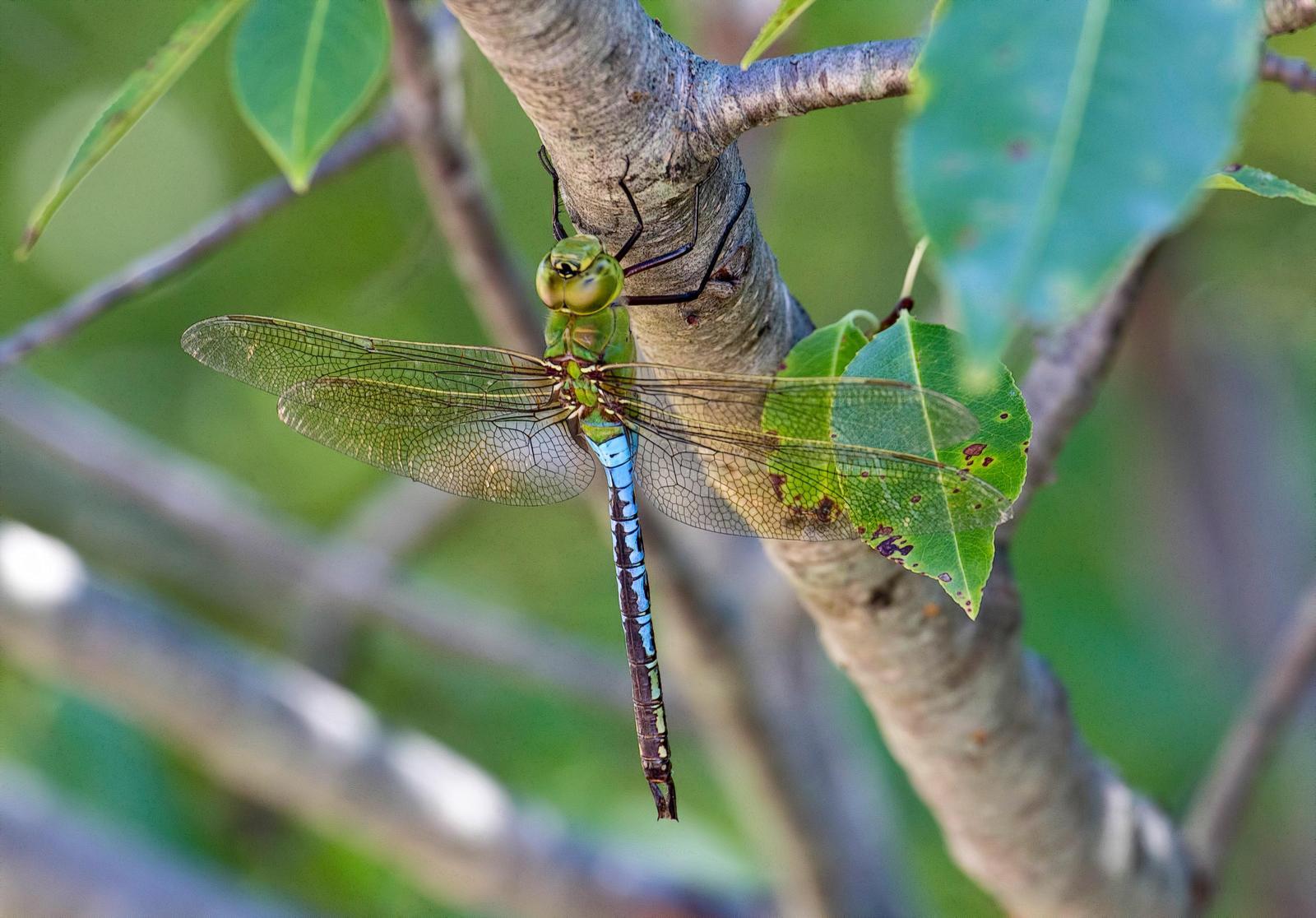 Common Green Darner Photo by Michael Moore