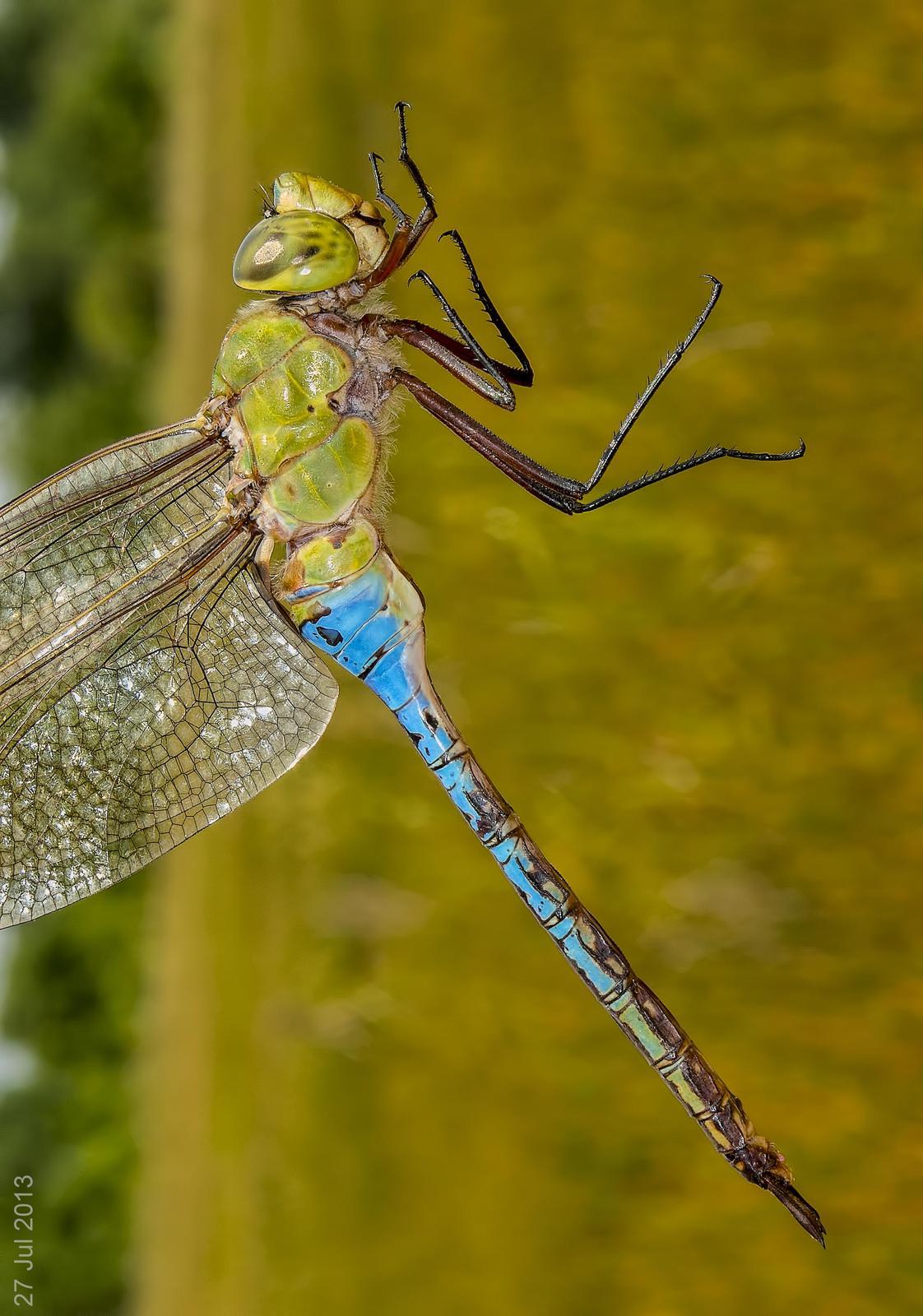 Common Green Darner Photo by Michael Moore